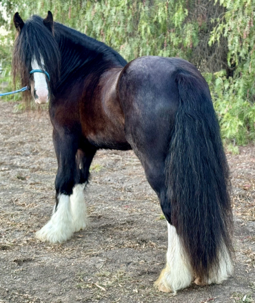 HorseID: 2305423 Magnum Opus - PhotoID: 1088808