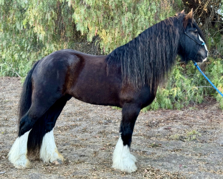 HorseID: 2305423 Magnum Opus - PhotoID: 1088809