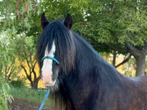 HorseID: 2305423 Magnum Opus - PhotoID: 1088810