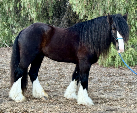 HorseID: 2305423 Magnum Opus - PhotoID: 1088908