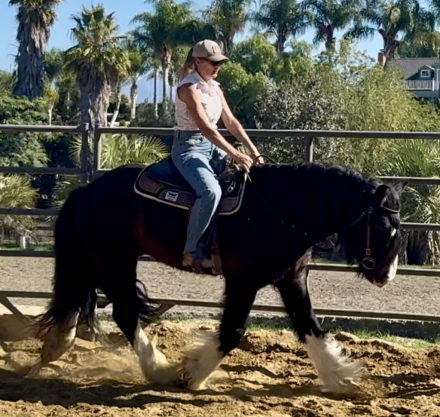 HorseID: 2305423 Magnum Opus - PhotoID: 1088909