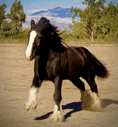 HorseID: 2305423 Magnum Opus - PhotoID: 1088807