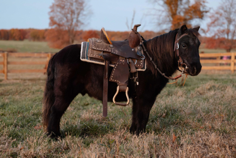 HorseID: 2305424 Watch Video! Gentle, Safe & Fun! - PhotoID: 1088784