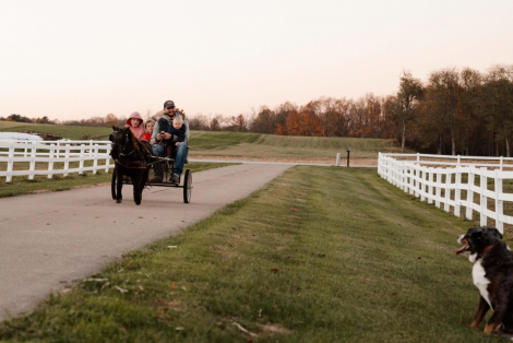 HorseID: 2305424 Watch Video! Gentle, Safe & Fun! - PhotoID: 1088786