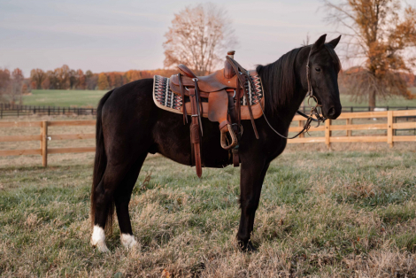 HorseID: 2305425 Watch Video! Stunning Friesian Pony Cross - PhotoID: 1088788