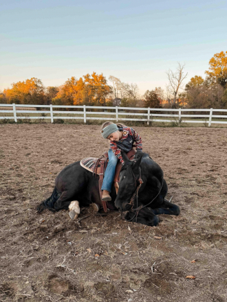 HorseID: 2305425 Watch Video! Stunning Friesian Pony Cross - PhotoID: 1088789