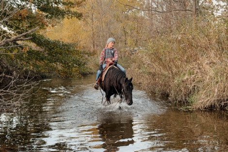 HorseID: 2305425 Watch Video! Stunning Friesian Pony Cross - PhotoID: 1088790