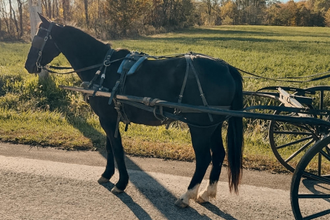HorseID: 2305425 Watch Video! Stunning Friesian Pony Cross - PhotoID: 1088791