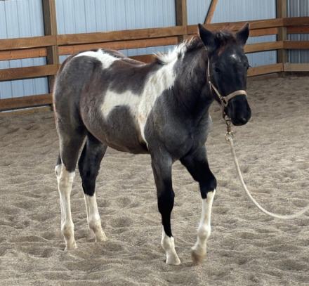 HorseID: 2305427 Midnite Blue Tuxedo - PhotoID: 1088796