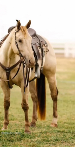 HorseID: 2305431 ILLSHOWYOUHOWITSDONE - PhotoID: 1088806