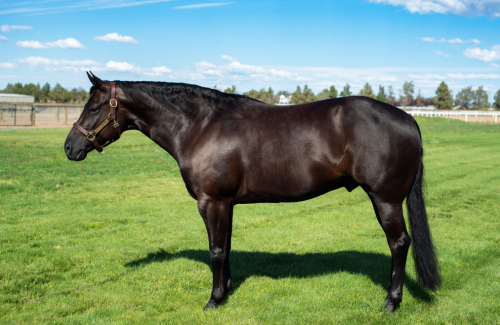 HorseID: 2305432 Tuf Chickasha Chex - PhotoID: 1088803