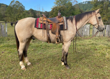 HorseID: 2305435 Hesa Genuine Snip - PhotoID: 1088813