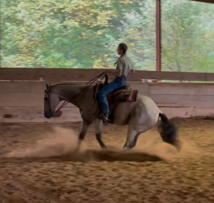 HorseID: 2305435 Hesa Genuine Snip - PhotoID: 1088814