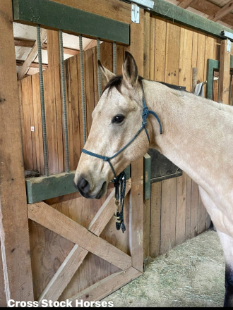 HorseID: 2305435 Hesa Genuine Snip - PhotoID: 1088815