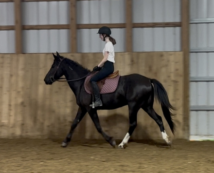 HorseID: 2305438 Poe - PhotoID: 1088816