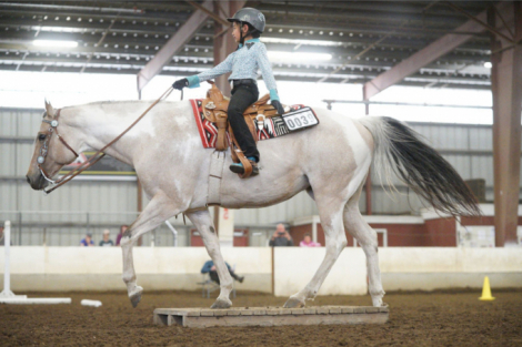 HorseID: 2305441 She's Krymsun Colored - PhotoID: 1088817