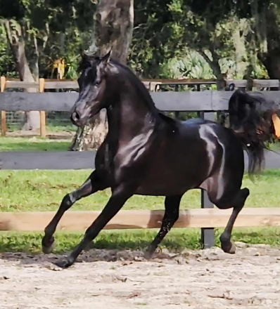 HorseID: 2305443 Americann Emarald - PhotoID: 1088818