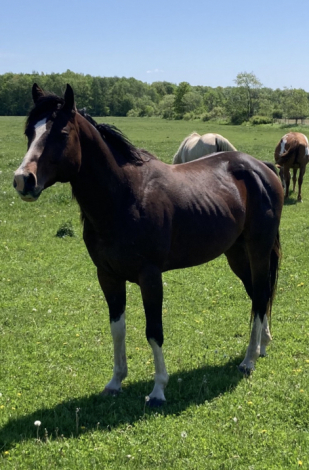 HorseID: 2305446 PQF Legacys Timebomb - PhotoID: 1088820