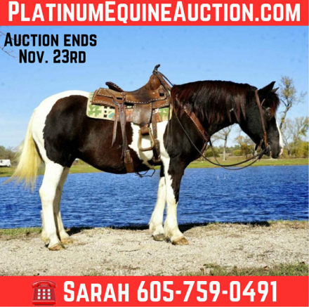 HorseID: 2305448 Arizona SK - PhotoID: 1088839