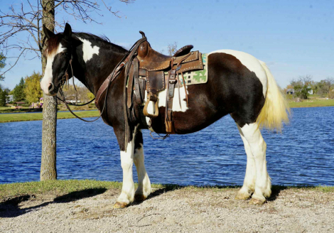 HorseID: 2305448 Arizona SK - PhotoID: 1088840