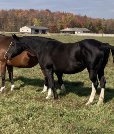 HorseID: 2305449 PQF Dynamic Invite - PhotoID: 1088821