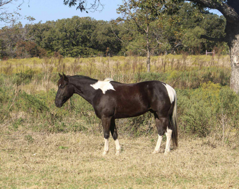 HorseID: 2305450 Batman MW - PhotoID: 1088844