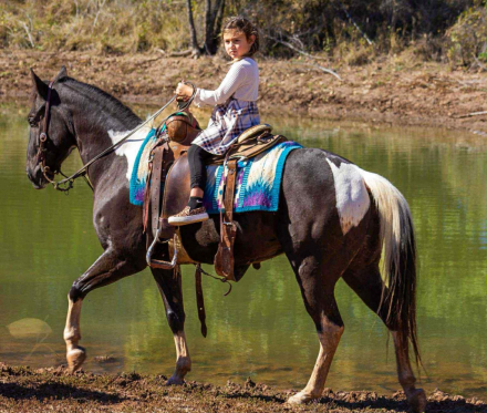 HorseID: 2305450 Batman MW - PhotoID: 1088846