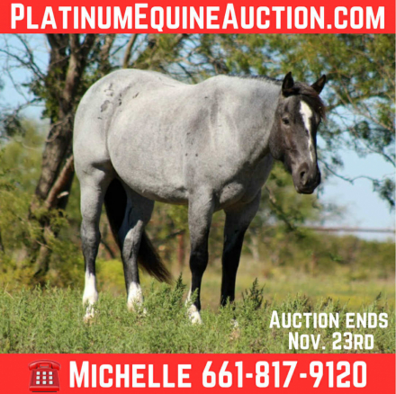 HorseID: 2305451 Blue Belle M$ - PhotoID: 1088847