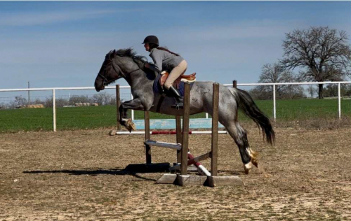HorseID: 2305451 Blue Belle M$ - PhotoID: 1088848