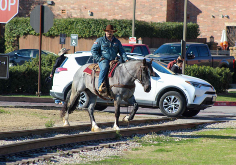 HorseID: 2305451 Blue Belle M$ - PhotoID: 1088849