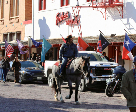 HorseID: 2305451 Blue Belle M$ - PhotoID: 1088850