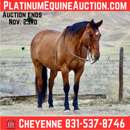 HorseID: 2305452 Moose CR - PhotoID: 1088855