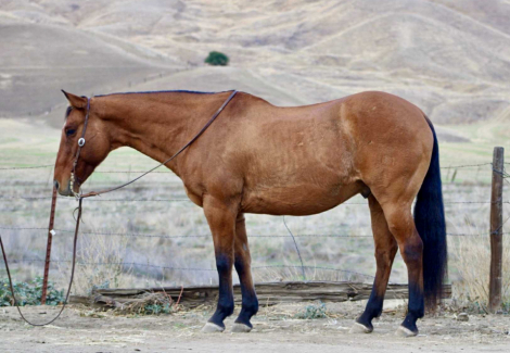 HorseID: 2305452 Moose CR - PhotoID: 1088856