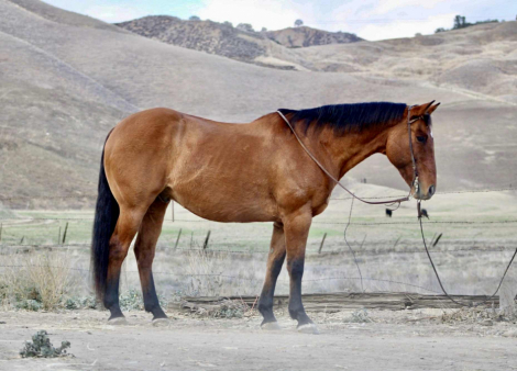 HorseID: 2305452 Moose CR - PhotoID: 1088857