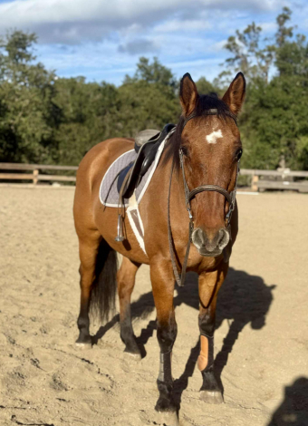 HorseID: 2305452 Moose CR - PhotoID: 1088858