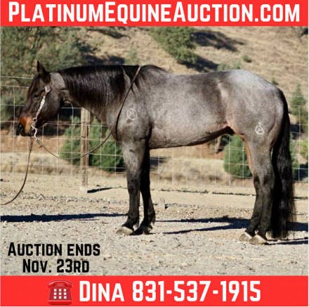 HorseID: 2305453 Arctic Jack - PhotoID: 1088835