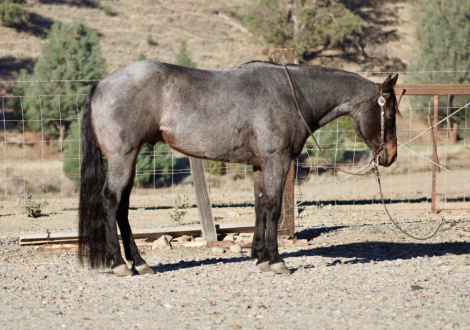 HorseID: 2305453 Arctic Jack - PhotoID: 1088836