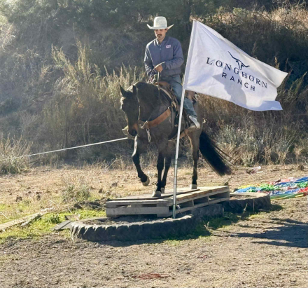 HorseID: 2305453 Arctic Jack - PhotoID: 1088837