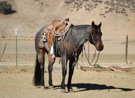 HorseID: 2305453 Arctic Jack - PhotoID: 1088838