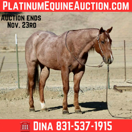 HorseID: 2305454 Bugatti LHR - PhotoID: 1088851