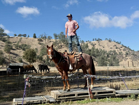 HorseID: 2305454 Bugatti LHR - PhotoID: 1088852