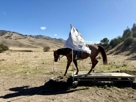 HorseID: 2305454 Bugatti LHR - PhotoID: 1088853