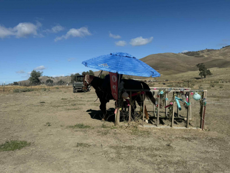 HorseID: 2305454 Bugatti LHR - PhotoID: 1088854