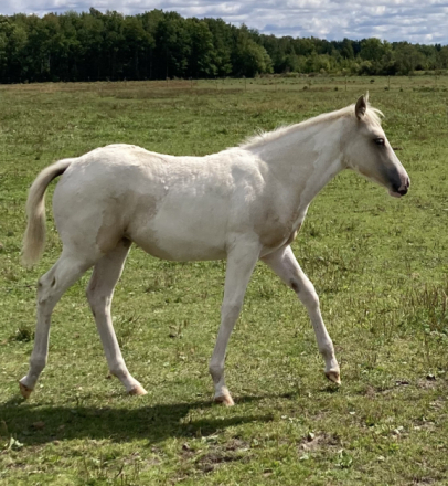 HorseID: 2305455 PQF Printin Chex - PhotoID: 1088822