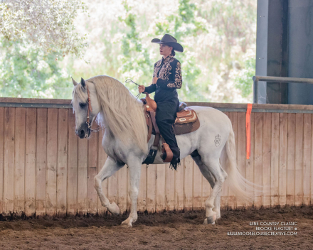 HorseID: 2305458 Tequila - PhotoID: 1088823