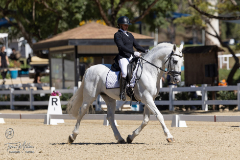 HorseID: 2305458 Tequila - PhotoID: 1088824