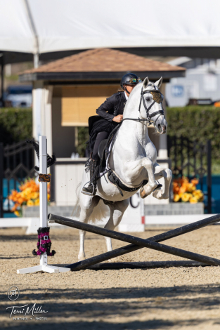 HorseID: 2305458 Tequila - PhotoID: 1088825