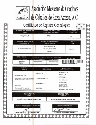 HorseID: 2305458 Tequila - PhotoID: 1088828