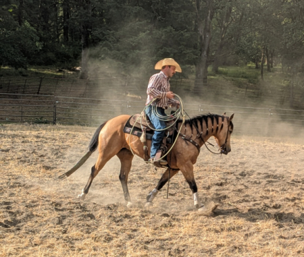 HorseID: 2305462 Shesa Dry Cat - PhotoID: 1088830