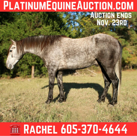 HorseID: 2305463 Stormy TR - PhotoID: 1088831